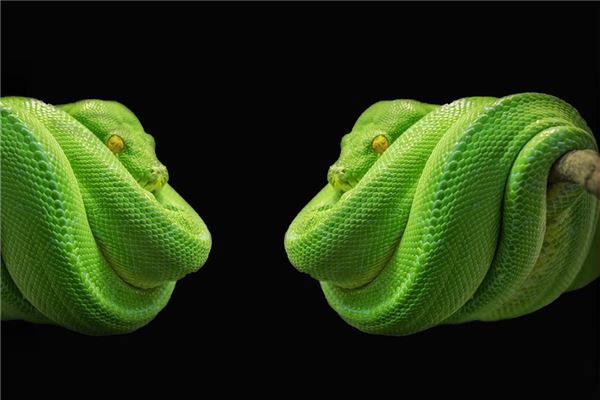 梦见一条绿蛇是什么意思
