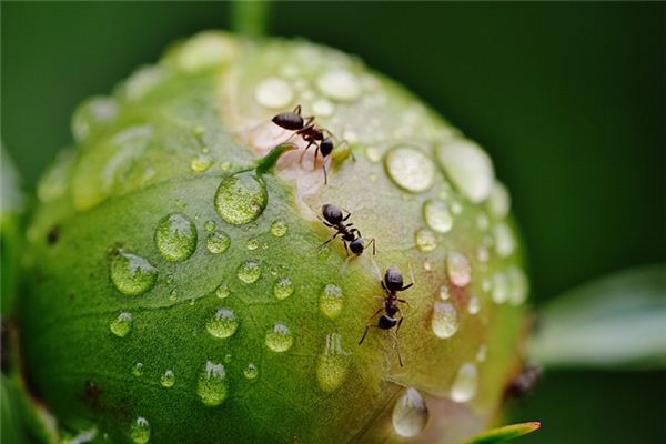 梦见驱赶蚂蚁是什么意思