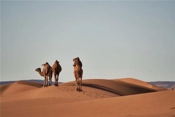 梦见女人高大的骆驼是什么意思