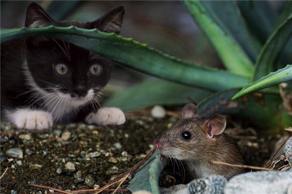 梦见猫抓老鼠是什么意思