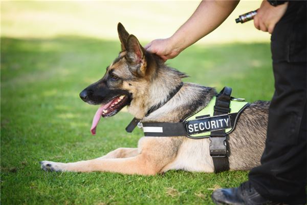 梦见警犬是什么意思