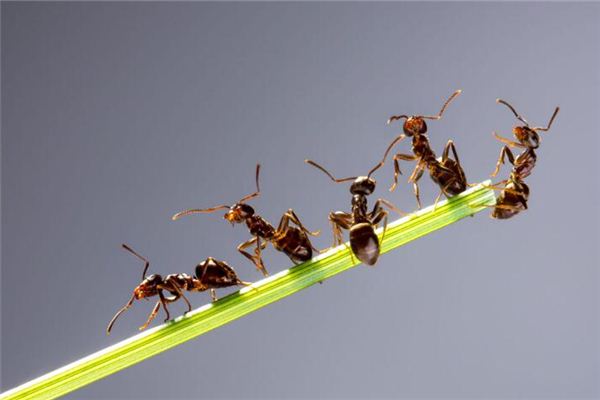 梦见女人蚂蚁成群是什么意思