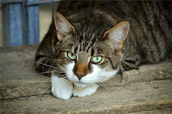 梦见怀孕猫是男孩子是什么意思