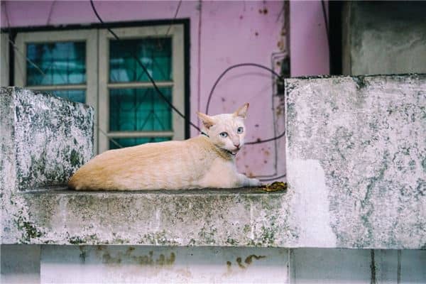 梦见野猫进家门是什么意思