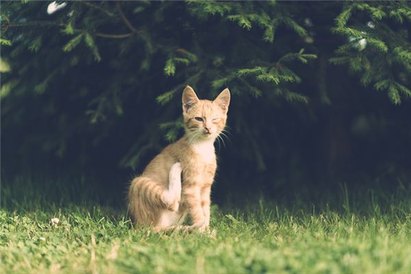 梦见男人猫是好事吗是什么意思