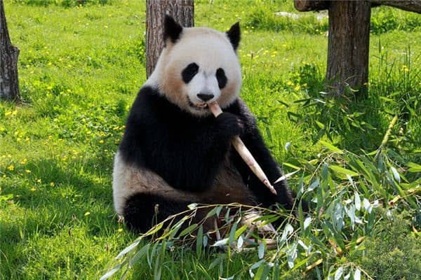 梦见女人大熊猫是什么意思