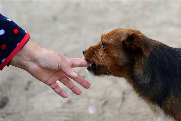 梦见狗咬破手指流血是什么意思