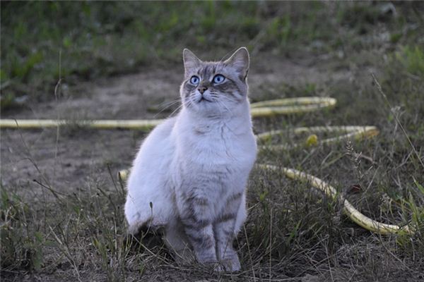 梦见做梦猫抓我是什么意思