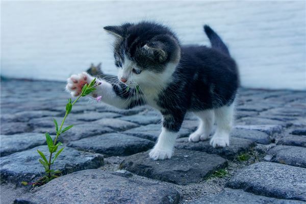 梦见被猫咬是什么意思