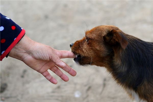 梦见被狗咬破是什么意思