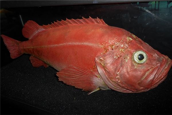 梦见大红鱼是什么意思