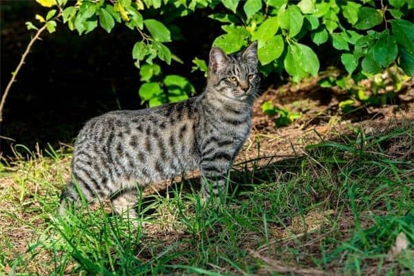 梦见花猫是什么意思