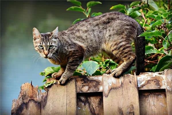 梦见给饥饿的猫喂食是什么意思