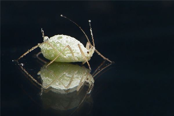 梦见跳蚤是什么意思