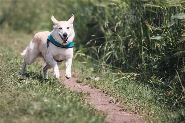 梦见猎犬猎狗是什么意思