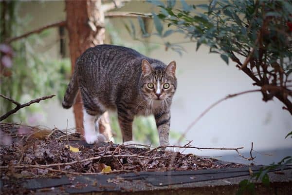 梦见被猫追着跑是什么意思