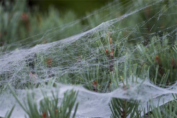 梦见蜘蛛网缠身是什么意思