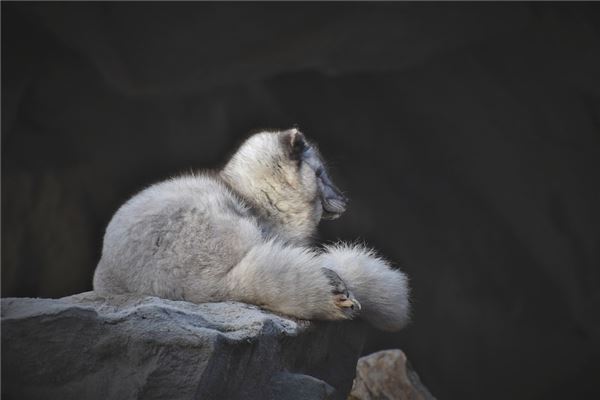 梦见白色狐狸是什么意思