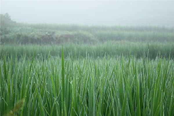 梦见大片绿色庄稼地是什么意思