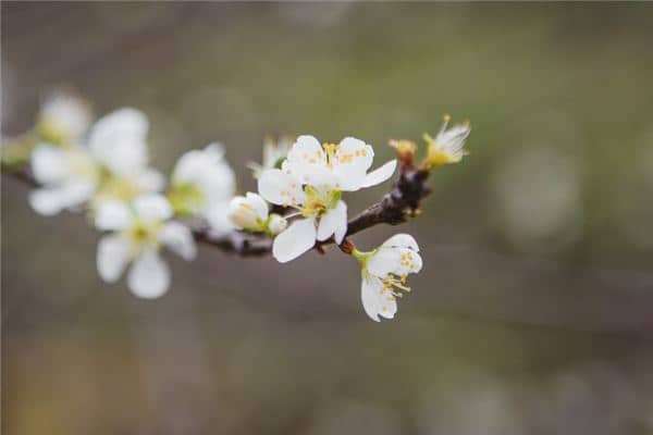 梦见树上开粉色的花是什么意思