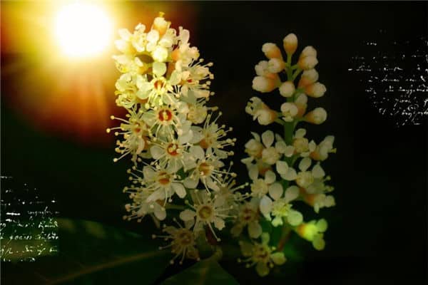 梦见桂花树是什么意思