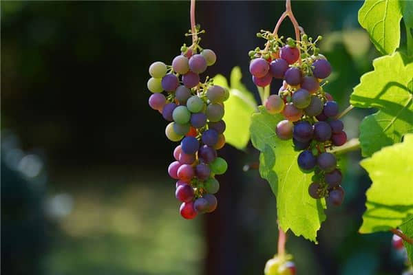 梦见女人吃熟的葡萄是什么意思