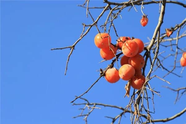 梦见柿子熟了硕果累累是什么意思