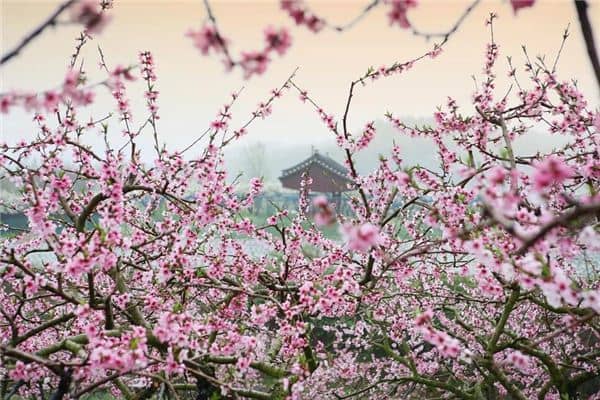 梦见开满粉红桃花树是什么意思