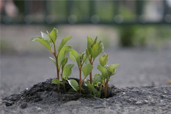 梦见刚出土的嫩芽是什么意思