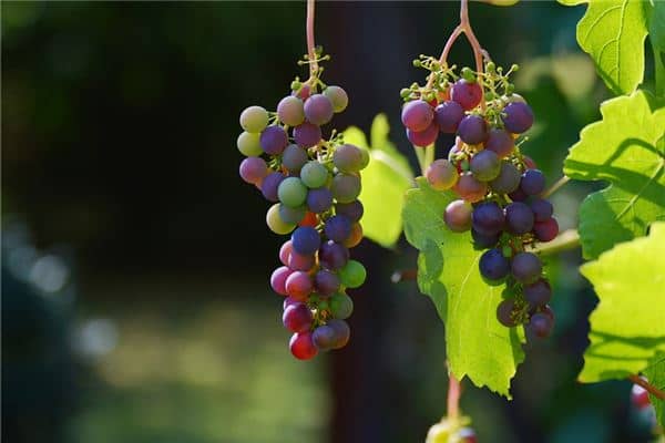 梦见大串成熟的葡萄是什么意思