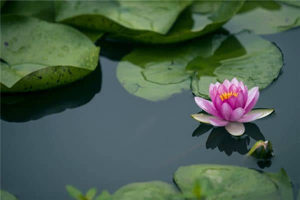 梦见荷花池荷花盛开是什么意思