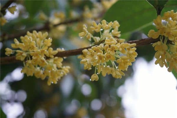 梦见桂花月桂花是什么意思