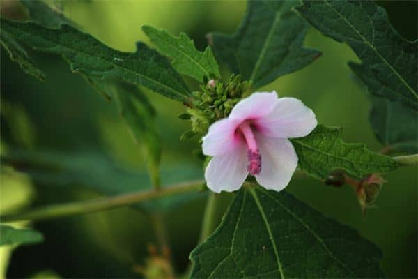 梦见植物开花是什么意思