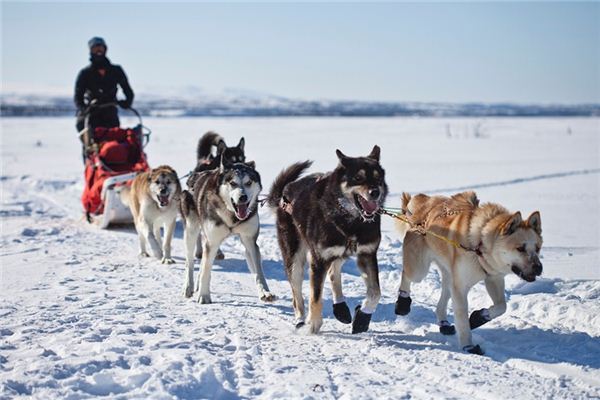 梦见雪橇是什么意思