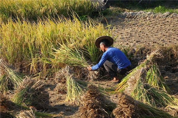 梦见女人割稻谷是什么意思