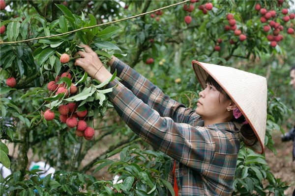 梦见摘荔枝是什么意思