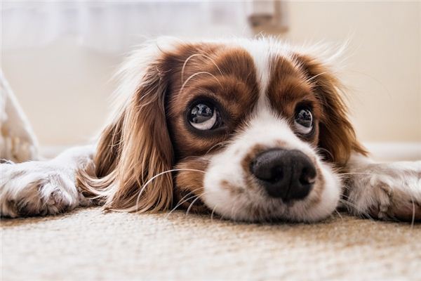 梦见把狗打死了是什么意思