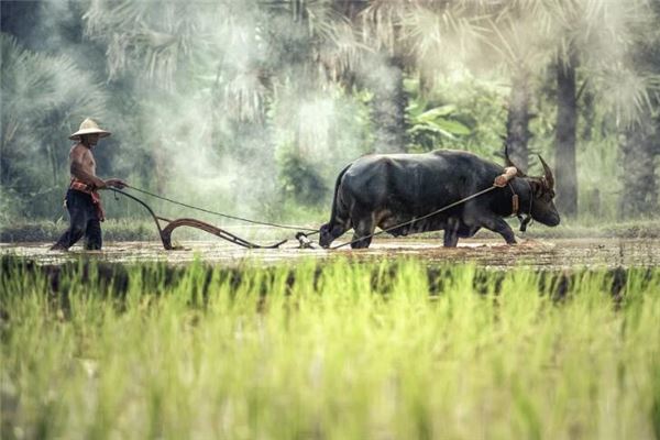 梦见种庄稼是什么意思