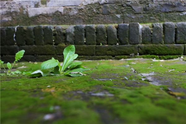 梦见挖野菜是什么意思