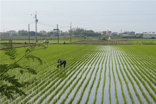 梦见栽秧是什么意思