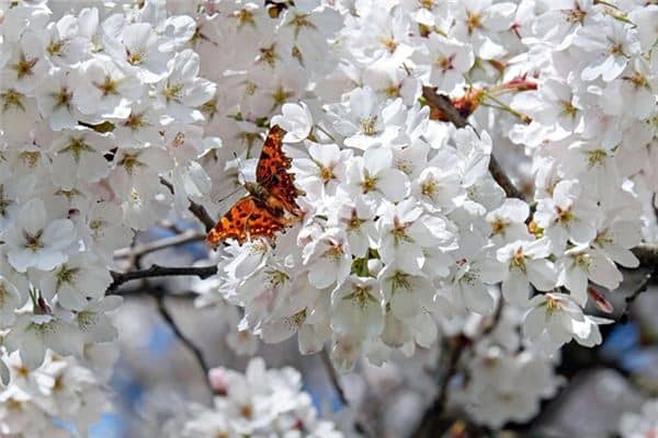 梦见白花盛开是什么意思