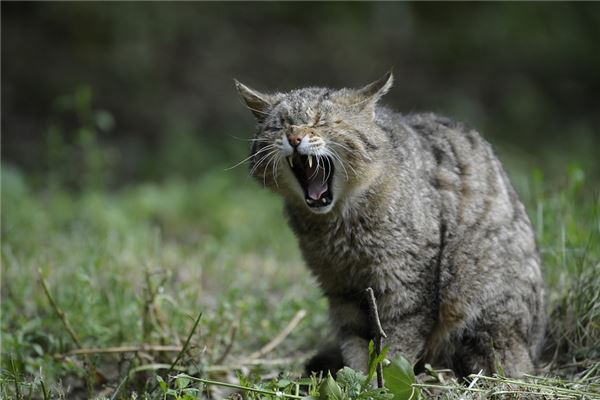 梦见被猫咬是什么意思