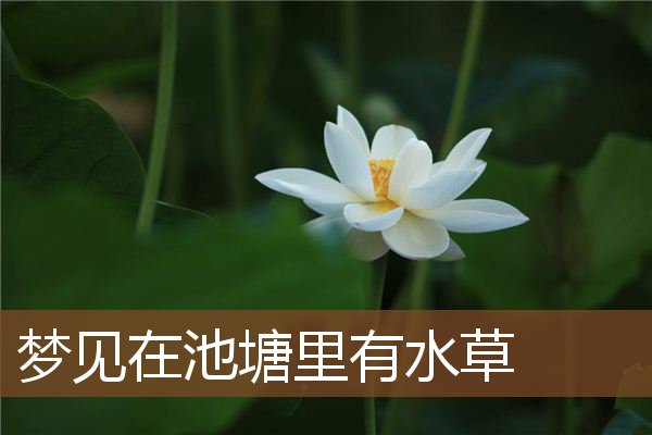 梦见在池塘里有水草是什么意思