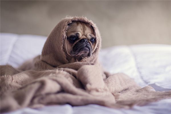 梦见和狗性交是什么意思