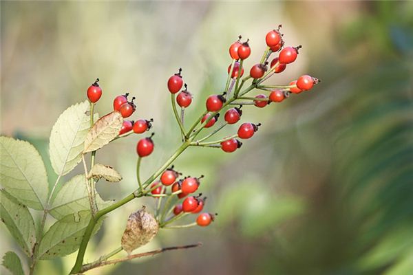 梦见摘野果吃是什么意思