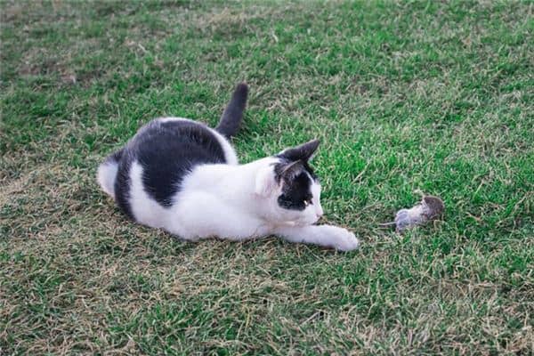 梦见猫抓老鼠猫捉老鼠是什么意思