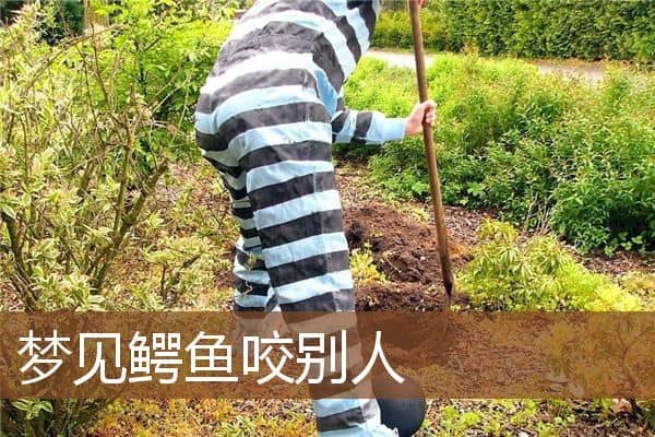 梦见鳄鱼咬别人是什么意思