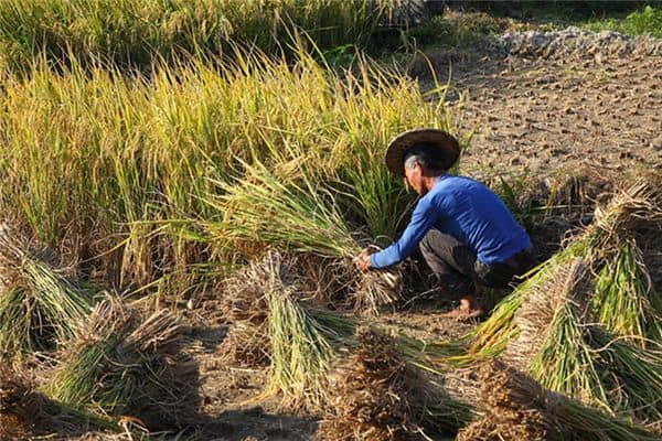 梦见收粮食是什么意思