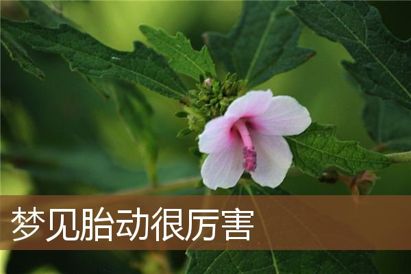 梦见胎动很厉害是什么意思