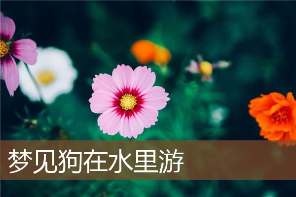 梦见狗在水里游是什么意思